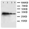Kallikrein 1 antibody, orb76223, Biorbyt, Western Blot image 