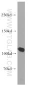 TAO Kinase 3 antibody, 10158-2-AP, Proteintech Group, Western Blot image 