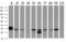 UNG1 antibody, MA5-25737, Invitrogen Antibodies, Western Blot image 