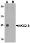Homeobox protein Nkx-2.8 antibody, orb75739, Biorbyt, Western Blot image 
