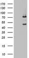 2'-5'-Oligoadenylate Synthetase 2 antibody, CF802824, Origene, Western Blot image 