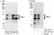 RAB, Member RAS Oncogene Family Like 6 antibody, A303-725A, Bethyl Labs, Immunoprecipitation image 