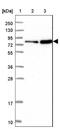 Solute Carrier Family 9 Member A7 antibody, NBP2-13347, Novus Biologicals, Western Blot image 