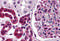 Zinc finger protein 521 antibody, 6065, ProSci, Immunohistochemistry frozen image 