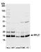 Ribosomal Protein L27 antibody, A305-034A, Bethyl Labs, Western Blot image 