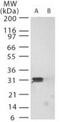 PRP antibody, PA1-41673, Invitrogen Antibodies, Western Blot image 