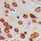 Glyceronephosphate O-Acyltransferase antibody, LS-C356067, Lifespan Biosciences, Immunohistochemistry frozen image 