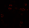 Paralemmin-3 antibody, 6449, ProSci Inc, Immunofluorescence image 