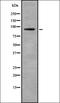 Ankyrin Repeat Domain 20 Family Member A3 antibody, orb378225, Biorbyt, Western Blot image 