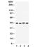 MHC Class I Polypeptide-Related Sequence B antibody, R32254, NSJ Bioreagents, Western Blot image 