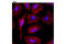 Histone H3 antibody, 12064S, Cell Signaling Technology, Immunofluorescence image 