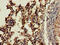 CTSH antibody, CSB-PA006191LA01HU, Cusabio, Immunohistochemistry frozen image 