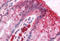 Breast Carcinoma Amplified Sequence 1 antibody, MBS243756, MyBioSource, Immunohistochemistry frozen image 