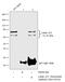 Lamin A/C antibody, MA1-06102, Invitrogen Antibodies, Chromatin Immunoprecipitation image 