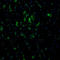 Thioredoxin Like 1 antibody, HPA002828, Atlas Antibodies, Immunohistochemistry frozen image 