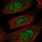 Proline-rich protein 13 antibody, NBP2-55384, Novus Biologicals, Immunofluorescence image 