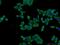 Phosphatidylinositol-3,4,5-trisphosphate 3-phosphatase TPTE2 antibody, 25120-1-AP, Proteintech Group, Immunofluorescence image 