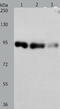 Piwi Like RNA-Mediated Gene Silencing 4 antibody, TA322021, Origene, Western Blot image 
