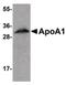 Apolipoprotein A1 antibody, PA5-20721, Invitrogen Antibodies, Western Blot image 
