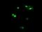 Host cell factor 2 antibody, NBP2-45733, Novus Biologicals, Immunofluorescence image 