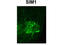 SIM BHLH Transcription Factor 1 antibody, TA333953, Origene, Immunohistochemistry frozen image 