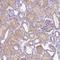Neurexophilin 2 antibody, HPA034759, Atlas Antibodies, Immunohistochemistry frozen image 