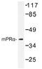 Progestin And AdipoQ Receptor Family Member 7 antibody, AP01321PU-N, Origene, Western Blot image 
