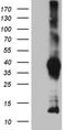 Integral Membrane Protein 2A antibody, TA811861S, Origene, Western Blot image 