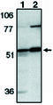 Caspase 12 (Gene/Pseudogene) antibody, MBS395486, MyBioSource, Western Blot image 