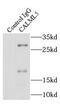 Calmodulin Like 5 antibody, FNab01206, FineTest, Immunoprecipitation image 
