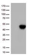 CD134 antibody, TA812355, Origene, Western Blot image 