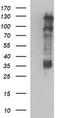 Hyaluronate receptor antibody, TA506732S, Origene, Western Blot image 