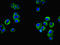 Family With Sequence Similarity 118 Member A antibody, orb354815, Biorbyt, Immunocytochemistry image 