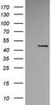 Mitochondrial tRNA-specific 2-thiouridylase 1 antibody, CF505699, Origene, Western Blot image 