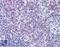 Histone Deacetylase 4 antibody, LS-B6200, Lifespan Biosciences, Immunohistochemistry paraffin image 