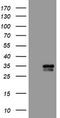 Polysaccharide Biosynthesis Domain Containing 1 antibody, TA503131S, Origene, Western Blot image 