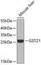 Glutathione S-Transferase Zeta 1 antibody, 22-019, ProSci, Western Blot image 