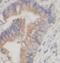 HSP32 antibody, FNab03937, FineTest, Immunohistochemistry frozen image 