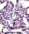 Steroid Sulfatase antibody, abx028116, Abbexa, Immunohistochemistry frozen image 