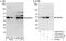 Na(+)/H(+) exchange regulatory cofactor NHE-RF1 antibody, A302-974A, Bethyl Labs, Immunoprecipitation image 