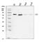 Histidine Decarboxylase antibody, A01876-1, Boster Biological Technology, Western Blot image 
