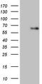 Angiopoietin 2 antibody, TA806426, Origene, Western Blot image 