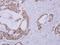 Clavesin 1 antibody, GTX123072, GeneTex, Immunohistochemistry paraffin image 