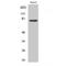 Adducin 3 antibody, LS-C381920, Lifespan Biosciences, Western Blot image 