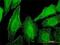 DST antibody, H00000667-M01, Novus Biologicals, Immunofluorescence image 