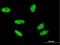 H2A Histone Family Member X antibody, H00003014-M05, Novus Biologicals, Immunocytochemistry image 