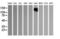 Lca antibody, TA506055BM, Origene, Western Blot image 