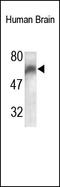 Solute carrier family 22 member 17 antibody, 250857, Abbiotec, Western Blot image 