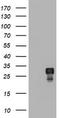 B-cell lymphoma/leukemia 10 antibody, TA800550, Origene, Western Blot image 