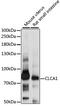 Chloride Channel Accessory 1 antibody, GTX66323, GeneTex, Western Blot image 